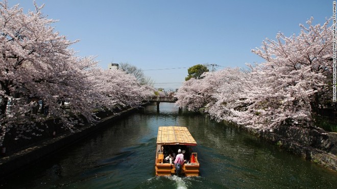Vào mùa xuân, hai hàng cây anh đào dọc bờ sông Okazaki đua nhau nở, thu hút rất nhiều du khách Nhật Bản và quốc tế ghé thăm.